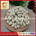 Hot Sale Blanched Peanut Kernel New Crop